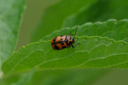 Réf. 86 620 : Cryptocephalus sexpunctatus