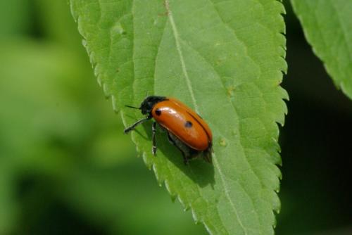 Réf. 86 775 : Clytra quadripunctata