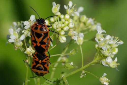 Eurydema ornata