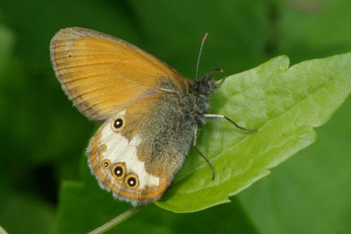 Réf. 86 477 : Coenonympha arcania