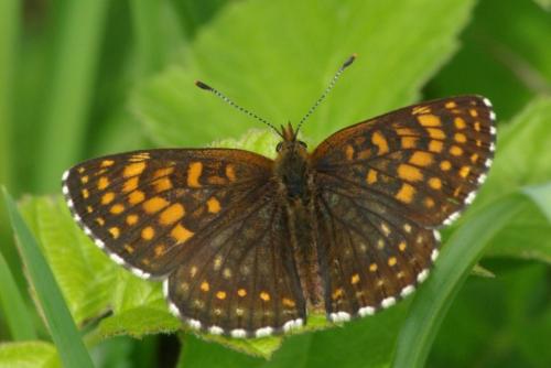 Melitaea diamina