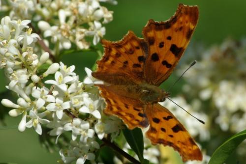 Réf. 86 502 : Polygonia c-album