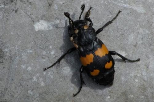 Réf. 86 653 : Nicrophorus vespilloides
