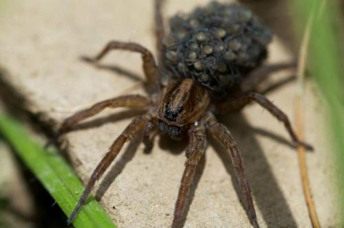 Trochosa sp.