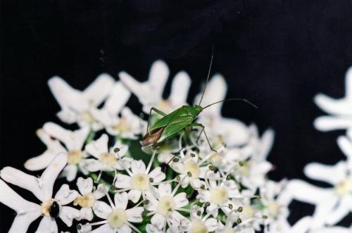 Réf. 86 422 : Calocoris sp.