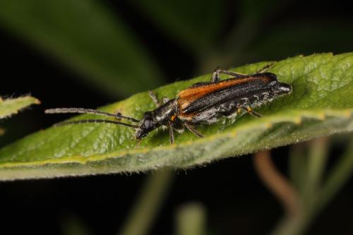 Réf. 86 629 : Anogcodes sp.