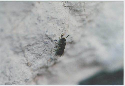 Lasioglossum sp.