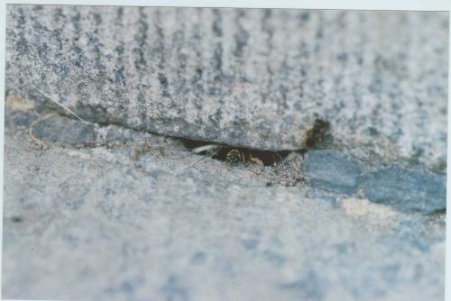 Lasioglossum sp.