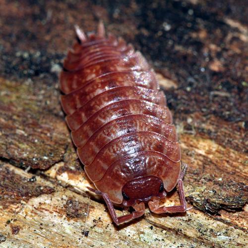 Porcellio montanus