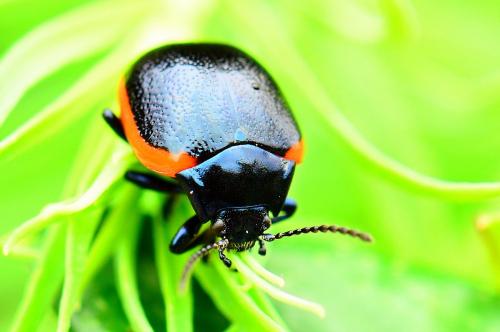 Chrysolina rossia