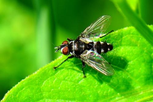 Exorista sp.