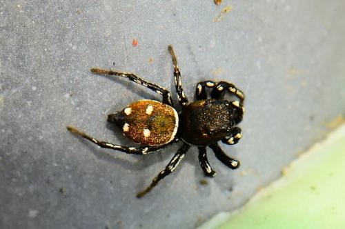 Heliophanus kochii