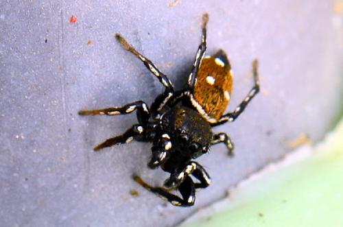 Heliophanus kochii