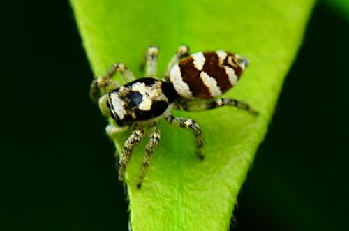 Réf. 86 037 : Salticus scenicus
