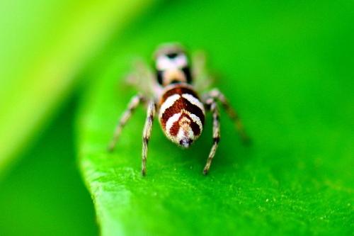 Salticus scenicus