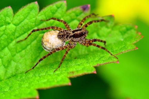 Pardosa sp.