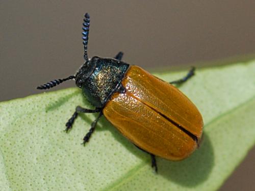 Réf. 86 468 : Labidostomis taxicornis