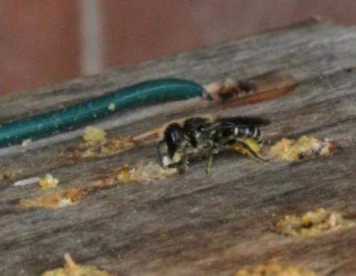 Heriades sp.