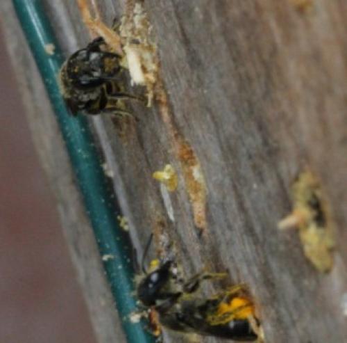 Heriades sp.