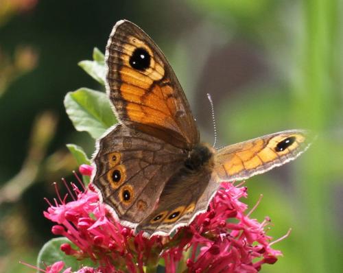 Lasiommata maera