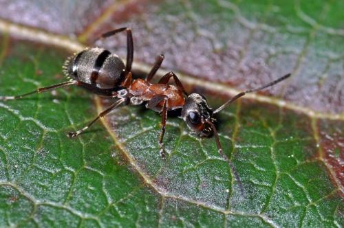 Réf. 86 788 : Formica rufibarbis