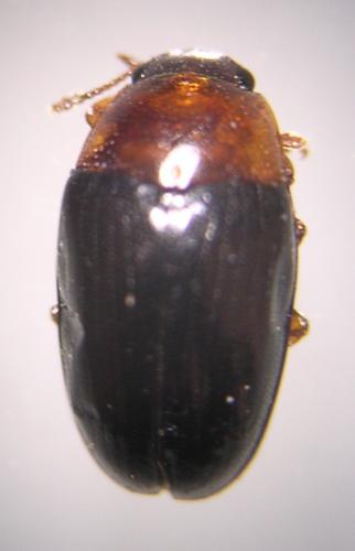 Triplax lepida