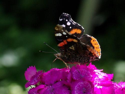 Vanessa atalanta