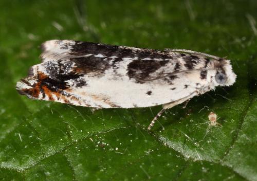 Ancylis laetana