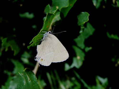 Réf. 86 930 : Satyrium sp.