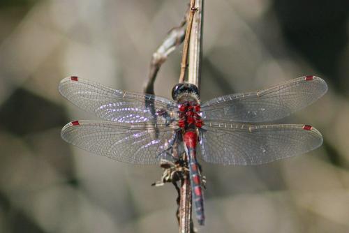 Leucorrhinia rubicunda