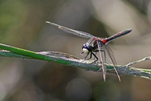 Leucorrhinia rubicunda