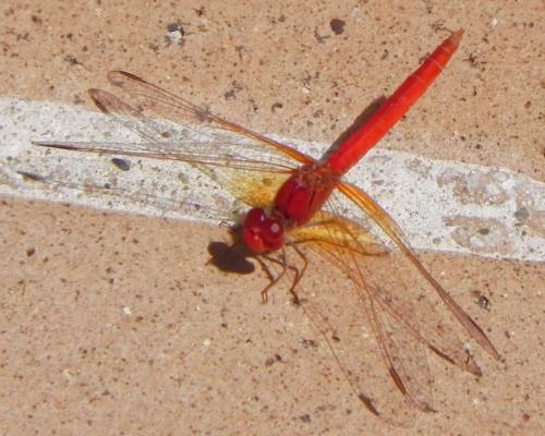 Réf. 86 740 : Diplacodes haematodes