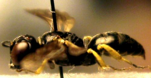 Lindenius albilabris