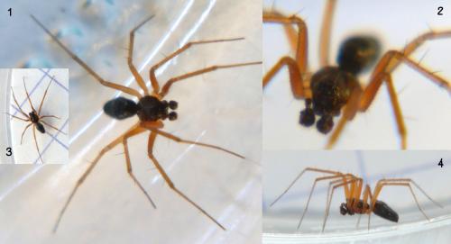 Tenuiphantes sp.