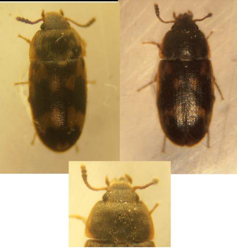 Réf. 86 643 : Litargus connexus