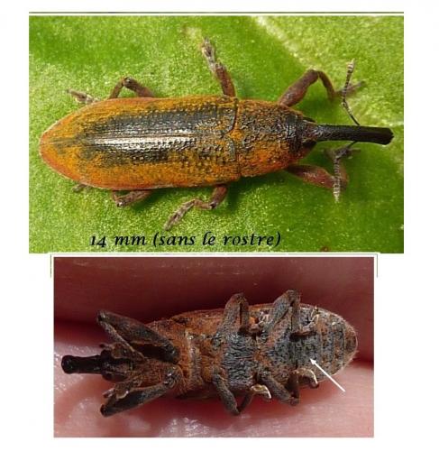 Réf. 86 126 : Lixus linearis