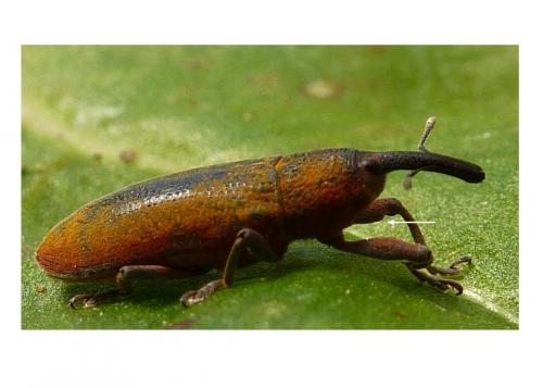 Réf. 86 127 : Lixus linearis