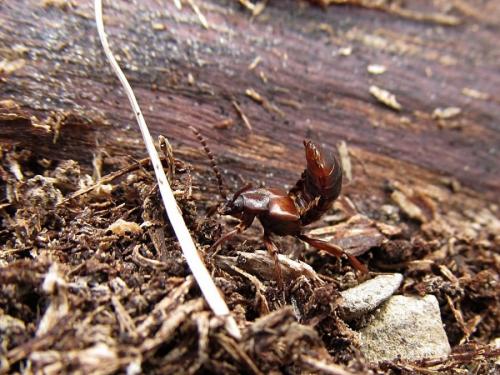Lomechusa sp.