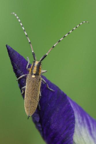 Agapanthia asphodeli