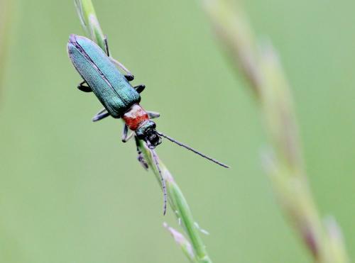 Réf. 86 608 : Anogcodes seladonius