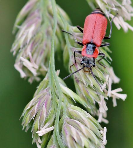 Clanoptilus rufus