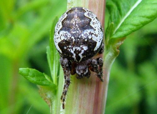 Réf. 86 920 : Larinioides patagiatus