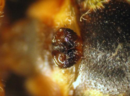 Réf. 86 944 : Larinioides patagiatus