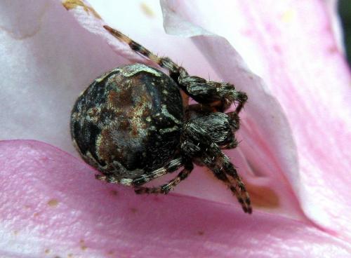 Larinioides patagiatus