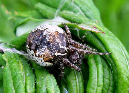 Réf. 86 945 : Larinioides patagiatus