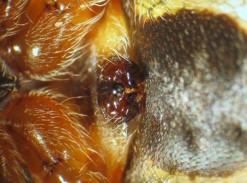 Larinioides patagiatus