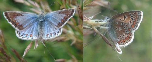 Polyommatus icarus