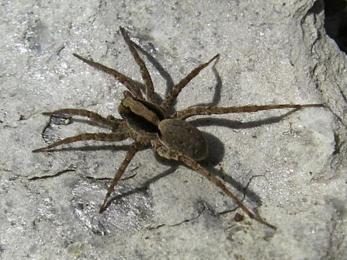 Réf. 86 853 : Xerolycosa sp.