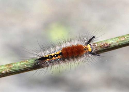 Réf. 86 868 : Orgyia aurolimbata