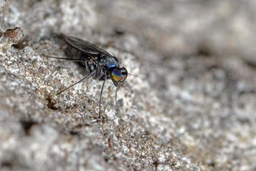 Medetera sp.